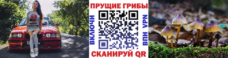Купить закладки  Чегем  Галлюциногенные грибы MAGIC MUSHROOMS 